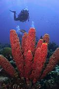 Bonaire 2018 5